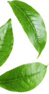 leaf left
