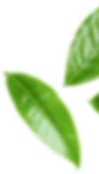 leaf right